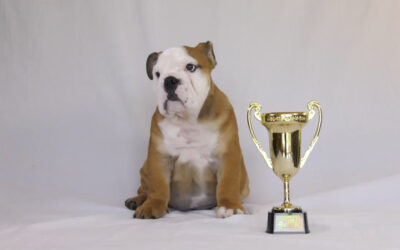 Another award for dBx Acoustics!